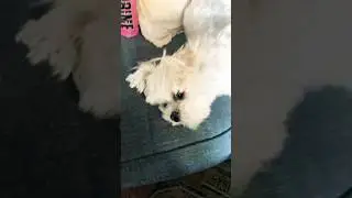 Happy dog 