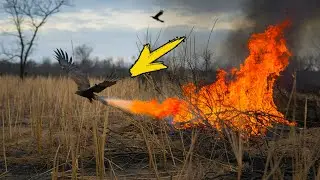 Here's how birds use fire!