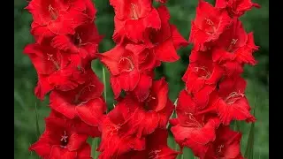Цветок имени Александр   гладиолус