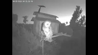 #OwletPaulie at Dusk.  Owl Box OSC - 6/25/23 - 8:33 pm