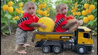 🚜🌾 BiBi Goes to Harvest on the Farm | Fun Animal Vlog! 🐮🐔🍉