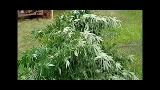 Storm Plants Aftermath