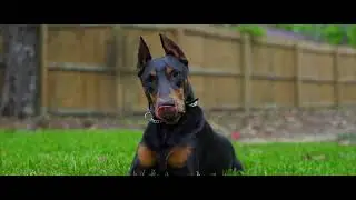 Sony a7iii Picture profile Cine4 Cinematic - Doberman