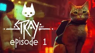 I'M A CAT || STRAY #1