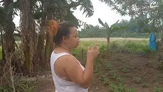 Update sa aming tanim na  kamote at ube lahat tumubo na!