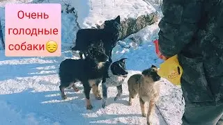 Кормим собак. Бездомная собака Ромашка.
