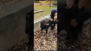 Ротвейлер Джеки, собака инвалид.