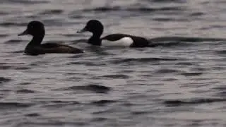 Birds of the wetlands