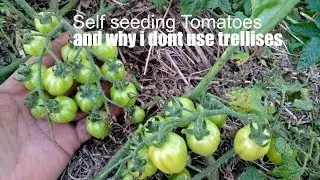 How to grow Tomatoes: The easy natural way