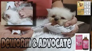 HOW TO DEWORM AND ADVOCATE FURBABIES. #BARIS JOURNEY 1ST DEWORM.
