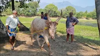 தாழக்குடி Venu அவர்களது Rekla  race அனுபவம் #rekla_race_2023 #reklarace #rekla_race_2022