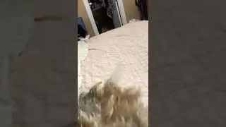 Benji playing in the bed 2020
