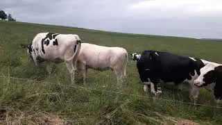 Табиати Германия
