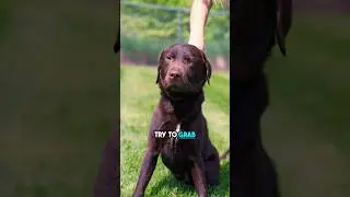 How To Safely Stop A Dog Fight In Under 1 Minute 