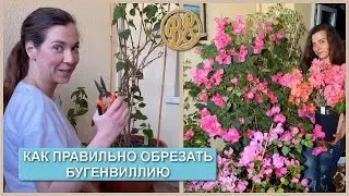 How to prune bougainvillea (part 1)