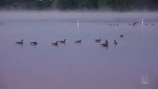 Cane Creek Canada Geese   HD 1080p