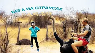 Ферма страусов: покатушки и веселое племя 