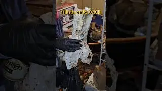 Mice Own This Apartment 