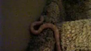 corn snake adventure 2