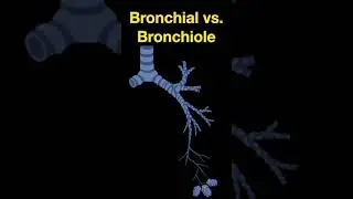 TTCM Bronchial Bronchiole