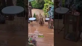 เมื่อเธอให้อาหารหมาป่า