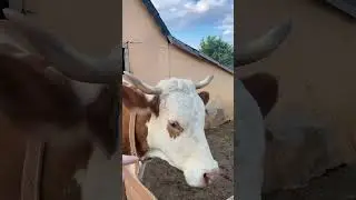 Evinizi gezebilir miyim? Part2 #kütahya #tiktokvideo