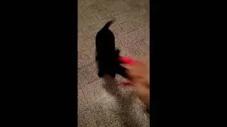 Mayra 70giorni che gioca