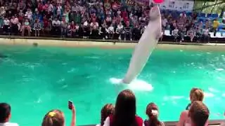 Поход в дельфинарий летом 2018  | Mimi Mira Hike to the Dolphinarium
