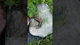 УРАГАНОМ ПРИНЕСЛО ЧУДОВИЩЕ #shorts