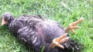 Chillin' Chicken
