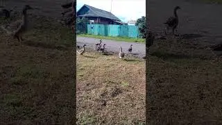 гуси лебеди