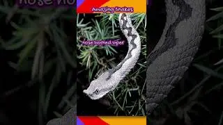 Amazing Deadliest Venomous Snakes on Earth 