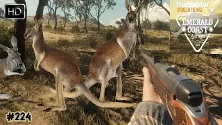 THEHUNTER CALL OF THE WILD CHASSE DU KANGOUROU #224 SUR LA MAP - EMERALD COAST AUSTRALIA !
