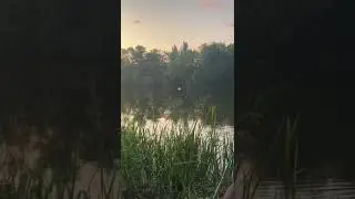 БЕЛЫЕ ЛЕБЕДИ