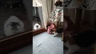 Battle of Looks - Outdoor Cat VS Indoor Cat - Who Win? Битва взглядов уличного и домашнего кота