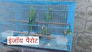 Enjoy Parrots || Parrot Sounds || Natural Voice || Sharek’s Talking Parrot ||