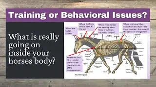 Training or behavioral issues? What is really going on inside your horses body?