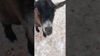смешной козел#shortsvideo