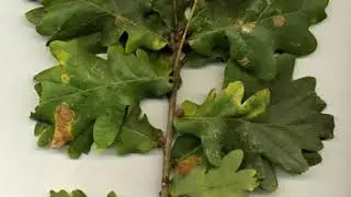 Oak | Wikipedia audio article