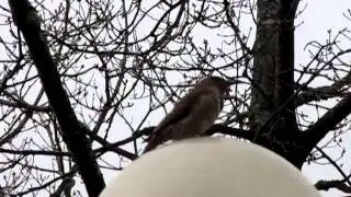 Woodpecker Pecking a Light Standard