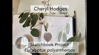 Sketchbook Project - Eucalyptus polyanthemos