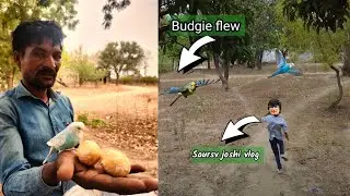 Sasta Saurav Joshi vlogs found Mysteries Golden egg in bird house | #keshavshortsvlogs