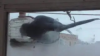 Видео про голубь клюёт семечки в кормушке