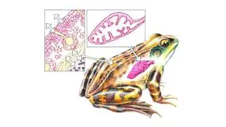 Class Amphibians or Amphibians