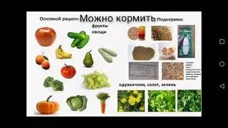 Чем можно и чем нельзя кормить улиток ахатин