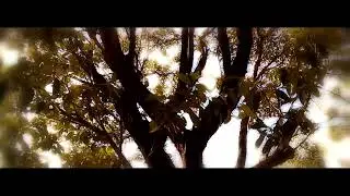 VOCE ESTA ASSISTINDO #001