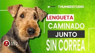 Primeros Pasos para Enseñar a tu Perro a Caminar sin Correa