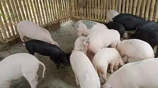 Take care of pigs and piglets ll Pig farm in Assam ll