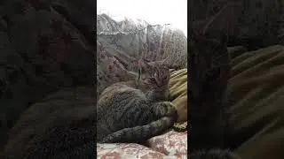 Gato sentado CUTE