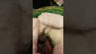 Amsel Nestling wird gefüttert
